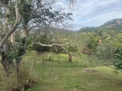 a group of trees in a field with mountains in the background at Mountain Dew Quest House in Noordkaap