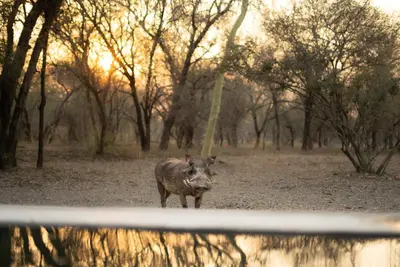 a rhino standing in a field near some trees at Mapula in Marloth Park