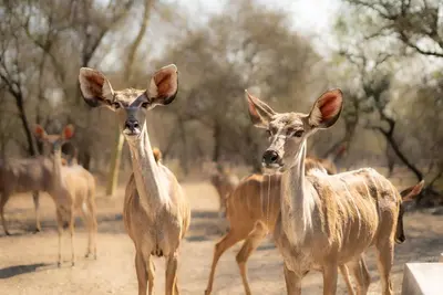 a group of deer standing next to each other at Mapula in Marloth Park