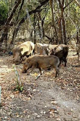 a group of animals standing in the woods at Warthog's Retreat in Marloth Park