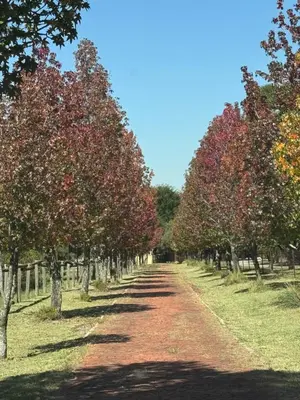 a dirt road lined with trees with red at Little Africa in Midrand in Randjesfontein