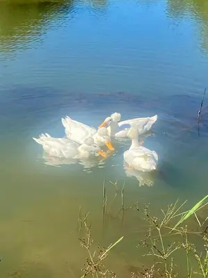 a group of white ducks swimming in the water at Galil Farm in Crossroads