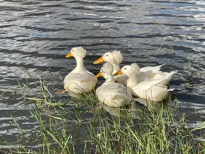 three white ducks swimming in the water at Galil Farm in Crossroads