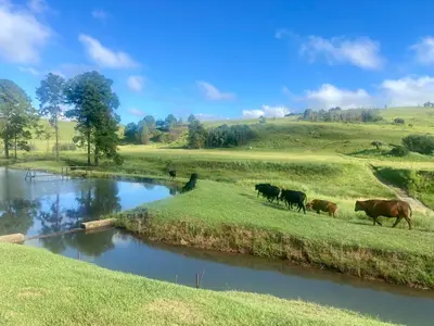 a herd of cows grazing in a field next to a river at Galil Farm in Crossroads