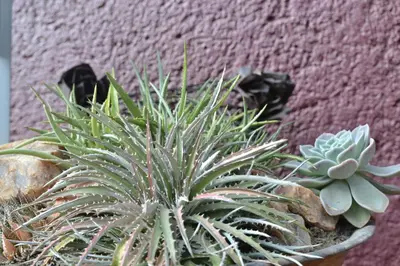 a green plant in a pot next to a wall at The Lodge Bethal in Bethal