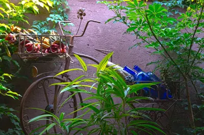 a garden with a bike and some plants and bottles at The Lodge Bethal in Bethal