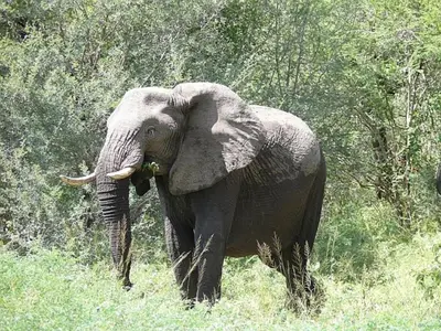 an elephant standing in the grass with its trunk at Jackalberry Ridge by Dream Resorts in Marloth Park