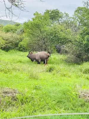 a rhino walking in a field of grass at Mabalingwe Mistykie Lodge in Warmbaths