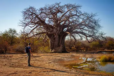a person standing in front of a large tree at Thaba Bolayi Private Nature Reserve in Musina