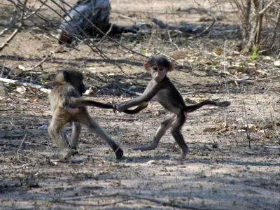 two monkeys playing with each other in a field at Croc Orvyll's Kruger Lodge in Marloth Park