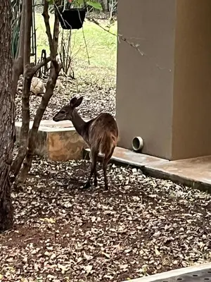 a baby deer standing next to a building at Imberbe Private Lodge in Hectorspruit