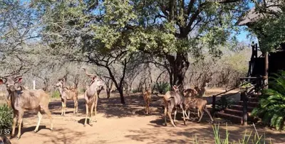 a group of animals standing in the dirt near trees at Qëtesia- Oasis of tranquility in Marloth Park