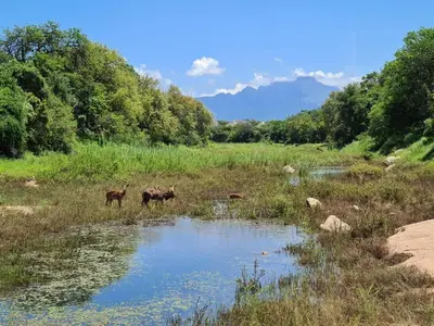 two horses standing in a field near a body of water at Villa Scarabee in Hoedspruit