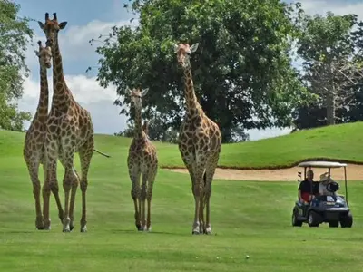 a group of giraffes standing in front of a golf cart at Zebula 1 Pela Lodge, 2-bedroom cottage in Warmbaths
