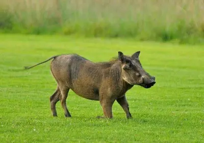 a small animal walking in a field of grass at Zebula 1 Pela Lodge, 2-bedroom cottage in Warmbaths