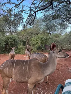 a group of antelopes standing in a field at Tranquil Bush Cottage at Kruger in Marloth Park
