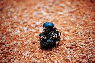 a small toy turtle sitting on the sand at Private Lodge at Vaalkop Dam Reserve in Beestekraal
