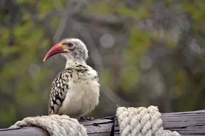 a bird with a long beak sitting on a fence at Private Lodge at Vaalkop Dam Reserve in Beestekraal