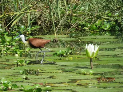 a bird walking on a lily pad in a pond at Private Lodge at Vaalkop Dam Reserve in Beestekraal