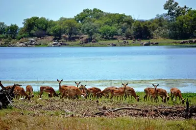 a herd of deer grazing in a field near a lake at Private Lodge at Vaalkop Dam Reserve in Beestekraal