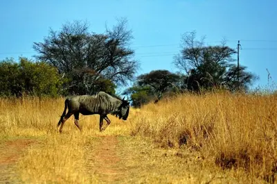 a animal walking across a field of tall grass at Private Lodge at Vaalkop Dam Reserve in Beestekraal