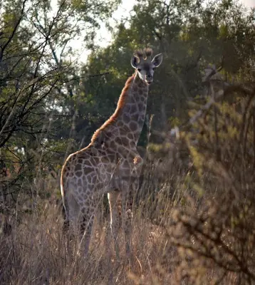 a giraffe standing in a field of tall grass at Private Lodge at Vaalkop Dam Reserve in Beestekraal