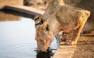 a lion drinking water from a pool of water at 18 On The Hill in Mica