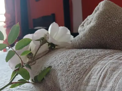 a white flower sitting on the back of a couch at Tushiya in Witbank