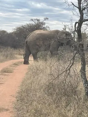 an elephant standing on the side of a dirt road at Dinokeng Bush Cabin in Hammanskraal