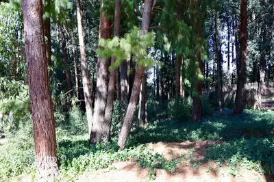 a forest filled with trees and green plants at Tall Trees in Dullstroom