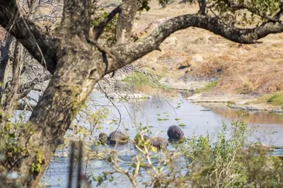 a couple of animals in a body of water at Luxury & Wildlife Mlambo Lodge Mjejane in Hectorspruit