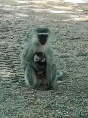 a monkey sitting on top of a baby monkey at The Venue Country Hotel & Spa in Hartbeespoort