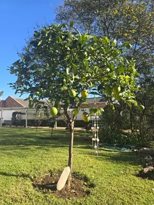 a small lemon tree in a yard at Private Garden Studio near Menlyn in Pretoria