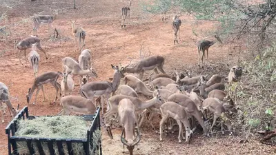 a herd of gazelles eating hay on a hill at Lion's Pride - Marloth Park in Marloth Park
