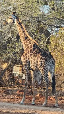 a giraffe standing in front of a tree at Lion's Pride - Marloth Park in Marloth Park