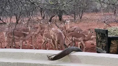 a herd of deer standing next to a fence at Lion's Pride - Marloth Park in Marloth Park