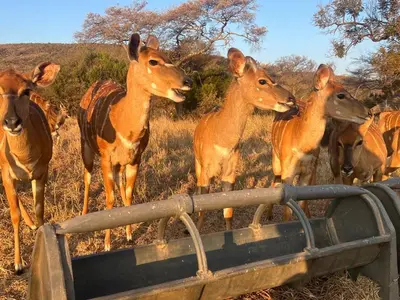 a group of deer standing next to a feeding trough at Welgedacht Lodge in Cullinan