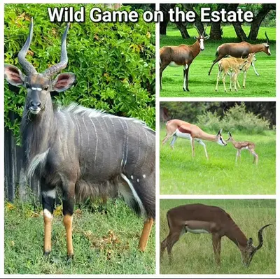 a collage of pictures of wild game on the estate at The Villa Luxe Hartbeespoort Golf and Wildlife Estate in Hartbeespoort
