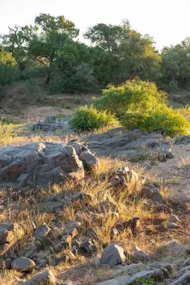 a pile of rocks in a field with trees at Villa Aloe Vera in Hoedspruit