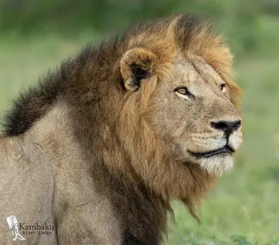 a lion with a long mane standing in a field at Kambaku River Lodge in Malelane