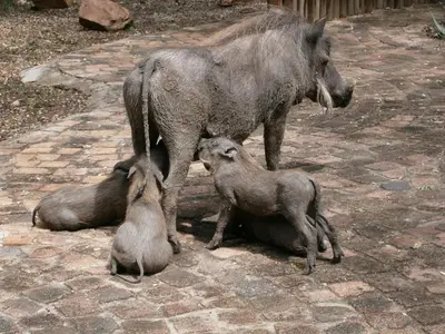 a rhino and two baby animals on a brick ground at Holidayhouse Mhofu closeby Kruger National Park, South Africa in Marloth Park