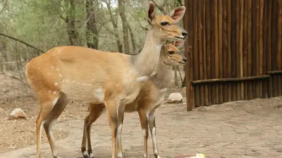 two deer standing next to a wooden fence at Holidayhouse Mhofu closeby Kruger National Park, South Africa in Marloth Park