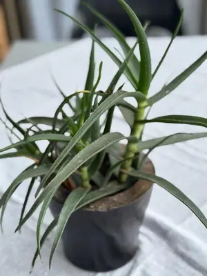 a green plant in a black pot on a table at Stone Cottage in Waterval Boven