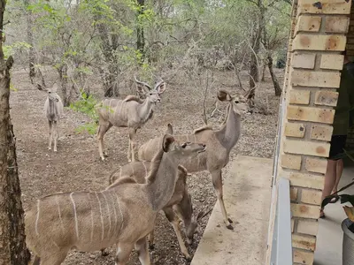 a group of deer standing next to a building at Tusker House Kruger in Marloth Park