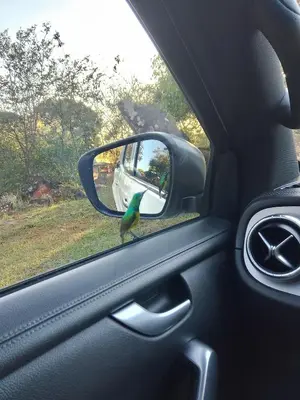 a green bird standing on the dashboard of a car at Safari Soul Villa in Hazyview