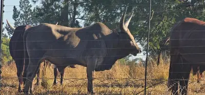 two cows standing in a field behind a fence at Timbers at Greenway Woods in White River