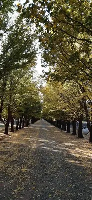 a tree lined road with trees in a park at 109 Mauser Avenue in Pretoria
