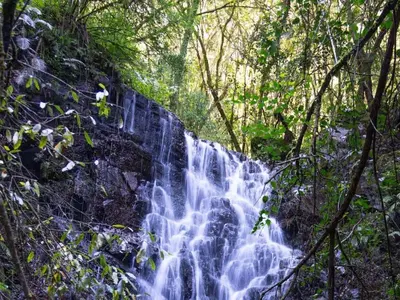 a waterfall in the middle of a forest at Mount Sheba Rainforest & Resort in Pilgrimʼs Rest