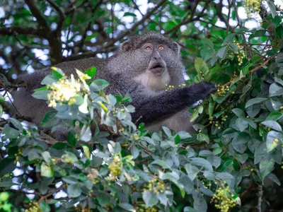 a monkey is sitting in a tree at Mount Sheba Rainforest & Resort in Pilgrimʼs Rest