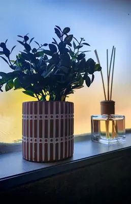 two plants in a vase sitting on a window sill at African Hoopoe Inn in Polokwane